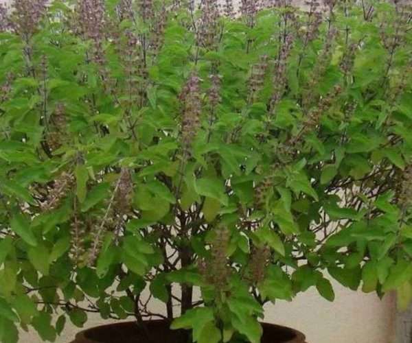 आज हरिशयनी एकादशी तुलसीको बिरुवा रोप्ने दिन