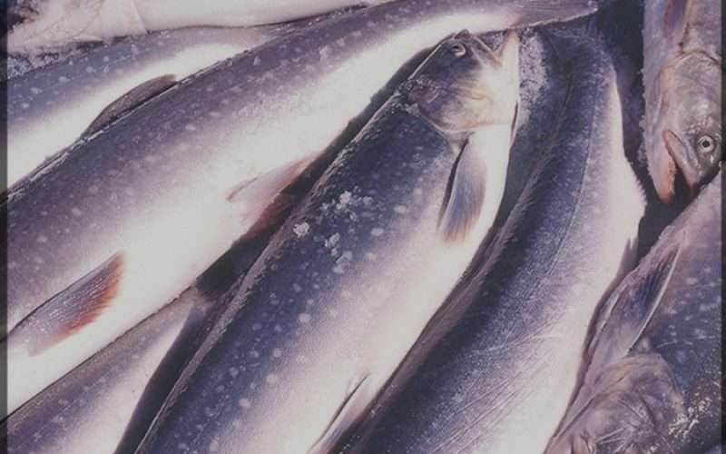 कैलालीमा भारतीय माछा र कुखुरा छ्यापछ्याप्ती