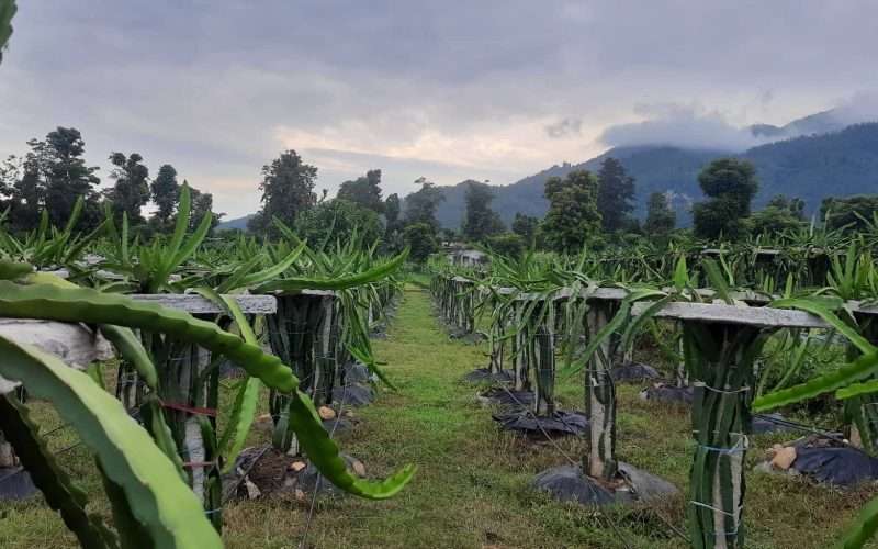 बाँझो रहेका जग्गाको सदुपयोग गर्दै भोजपुरका कृषक फलफूल खेतीमा