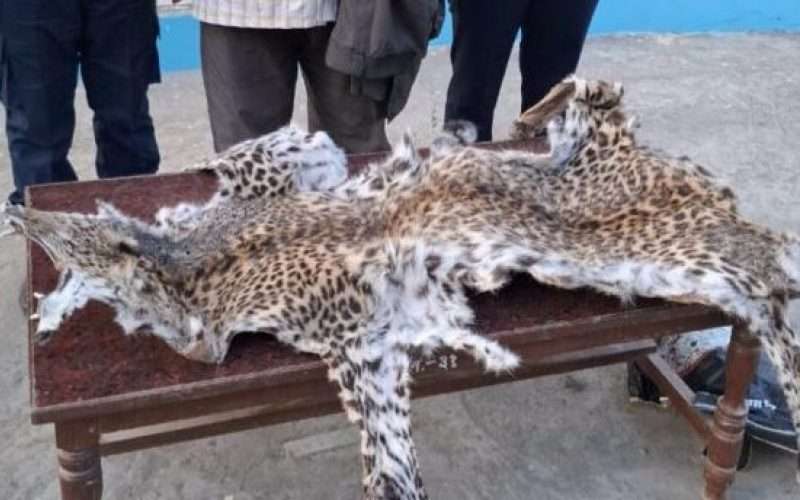 कैलालीमा चितुवाको छालासहित एक जना पक्राउ