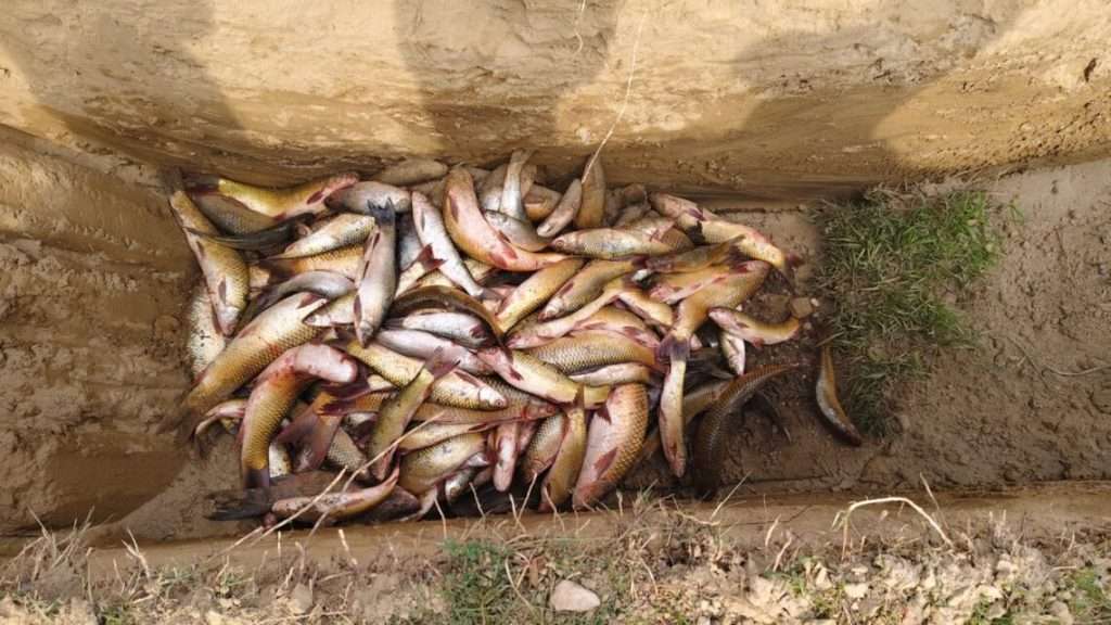 अवैध माछा बरामद गरी नष्ट